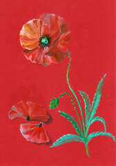 Watercolor floral background with meadow flower poppy on red background.