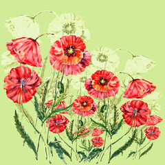 Watercolor floral background with meadow flowers poppy on green background.