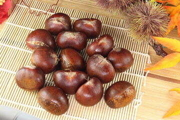 秋の味覚 複数の愛媛産の利平栗と紅葉といがぐり