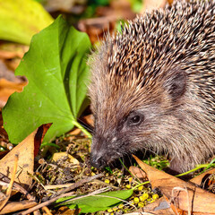 Young hedgehog (Erinaceus Europaeus) in the garden between dry foliage on a sunny autumn day.