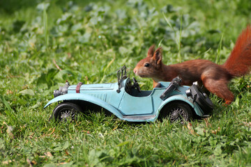 Eichh&ouml;rnchen am Auto