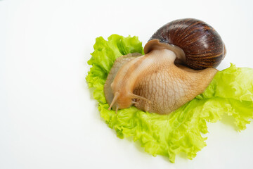 A large land snail eats lettuce leaf on a white background. unusual pets. unconventional cosmetology and medicine.