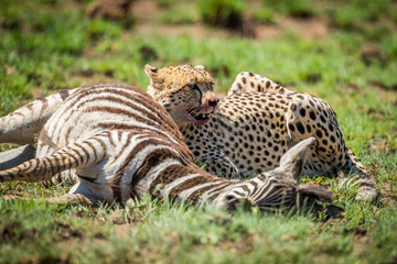 Cheetah with Zebra Kill