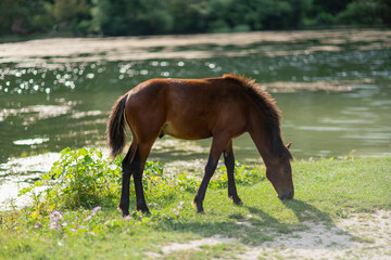 Beautiful brown wild horse standing near a pond.