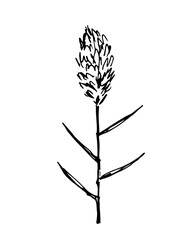 Hand drawn vector drawing in black outline. Panicle inflorescences, pampas steppe grass, wild reeds. Nature, plants for decorating boho style.