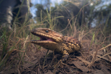 Wild shingleback lizard (Tiliqua rugosa) in a grassy woodland habitat. 