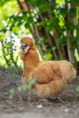baby chicken in the grass