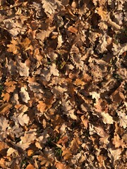 autumn leaves background