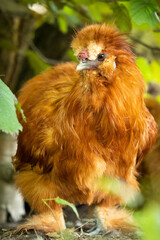 chicken on the ground