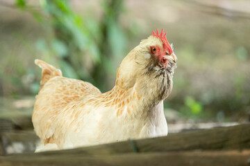 chicken