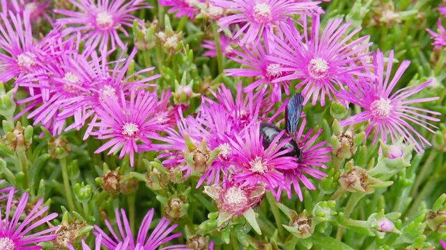 Great carpenter bumblebee (Xylocopa) collecting pollen and nectar from beautiful purple flowers Delosperma Cooperi (Ice Plant)