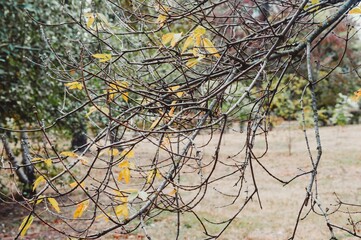 Bare branches of autumn tree with single bright yellow leaves