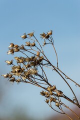 Dry plant wildflowers on blue sky background