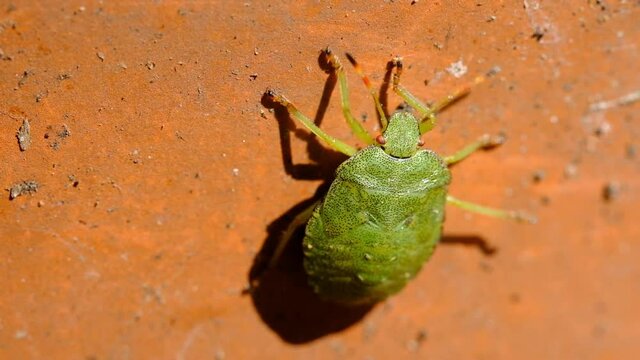 The green shield bug – Palomena prasina – is a European shield bug species in the family Pentatomidae.
