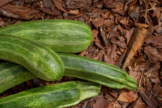 Green large zucchini close-up. Green fresh vegetables. Environmentally friendly farming. Vegetable growing.