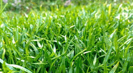 green grass background