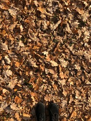 autumn leaves on the ground