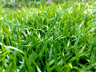 green grass field background