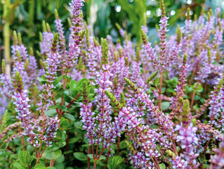 field of blooming plant named rotala hra