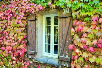 Fototapeta na wymiar Virginia Creeper leaves surrounding French farmhouse windows with shabby shutters, undergoing an autumnal change of colour 