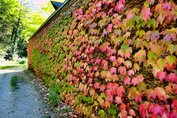 Naklejka premium Virginia Creeper leaves on a French farmhouse wall, undergoing an autumnal change of colour 