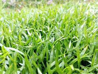 green grass background