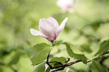 Magnolia spring flowers
