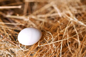 eggs in hay nest natural brown bird eggs