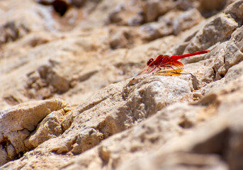 Broad Scarlet
(Crocothemis erythraea) perching on a rock