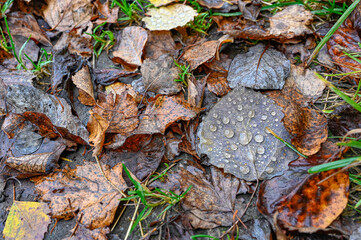 close to autumn leaf with water drops