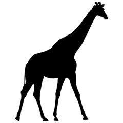 Silhouette of a high African giraffe on a white background