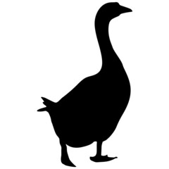 Silhouette of a grey goose on a white background - obrazy, fototapety, plakaty