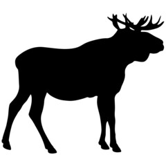 Silhouette Moose with great antler on white background