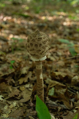 mushroom Macrolepiota procera in spruce forest. Known as parasol mushroom.
