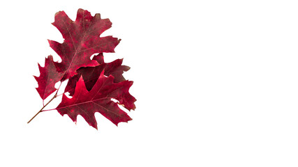 Czerwone  liście dębu leśnego na białym tle. Jesień, październik. © Janusz