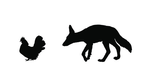 Cunning coyote lurks a hen vector silhouette illustration isolated on white. Smart animal predator. Jackal hunting hen chicken behind back. Farm chantry poultry in danger. Scary domestic bird. - obrazy, fototapety, plakaty