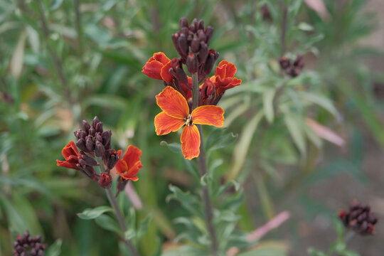 Wallflower, Cheiranthus cheiri or Erysimum cheiri. Lovely spring flowers with orange shade of petals