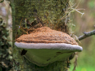 Macro photography of an artist's bracket fungus with some wood dust on top, captured in a forest...