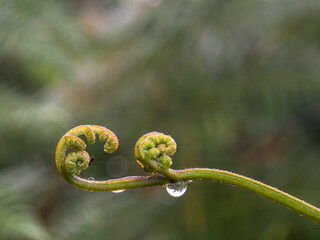 Macro photography of fern fronds with drops of water and a bug. Captured in a garden near the town of Villa de Leyva, in central COlombia.