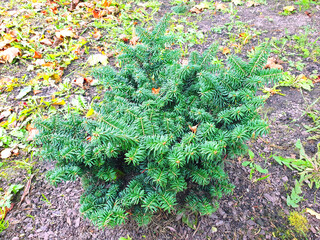 Abies balsamea Nana seedling in the garden.	
