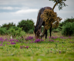 horse in the heather