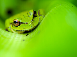 Macro photography of an exotic green dotted treefrog, endemic to Colombia, captured in a garden near the town of Villa de Leyva in central Colombia.