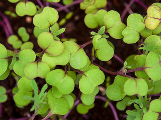 Macro photography of kale sprouts in a nursery, captured in a farm near the town of Villa de Leyva in central Colombia.