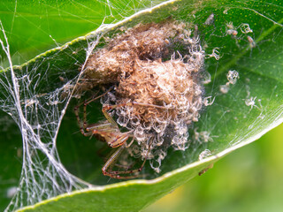 Macro photography of a lynx spider with its offspring in its nest, captured in a garden near the...