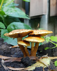 Four orange mushrooms grow in the ground