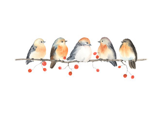 Christmas or autumn card of cute birds sitting on branch with berries, watercolor horizontal border isolated on white background for your design invitation or greeting cards, wedding, wildlife garden. - 463065490