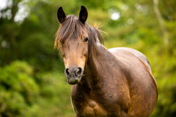 Fototapeta premium portrait of a horse