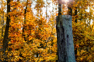 Sawed off tree trunk with rough bark in forest. Golden sunlight falls through colorful leaves in autumn. Blurred background. - obrazy, fototapety, plakaty