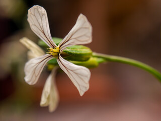 Macro photography of a white radish flower, captured at a farm near the town of Villa de Leyva, in central Colombia.