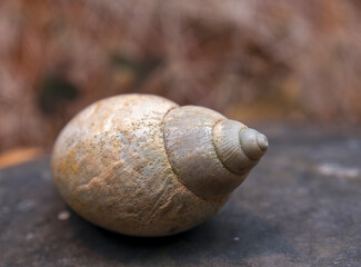 Macro photography of a small sea conch shell on a stone, captured in a garden near the town of Villa de Leyva, in central Colombia.